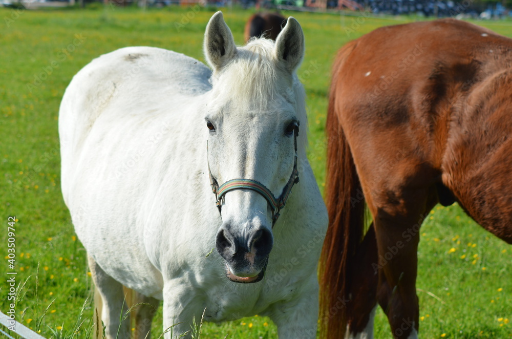 Fototapeta premium Weißes Pferd 