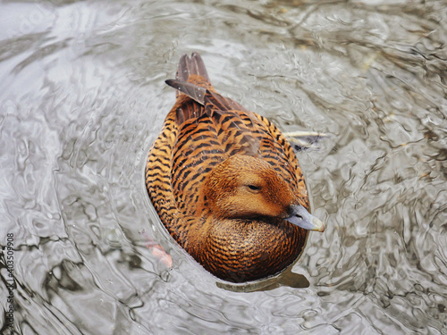 duck in the water