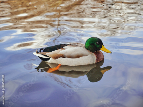 duck on the lake