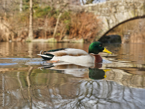 duck on the water