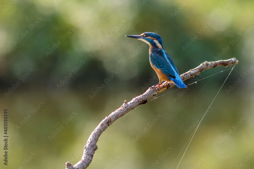 Obraz premium Eisvogel (Alcedo atthis)