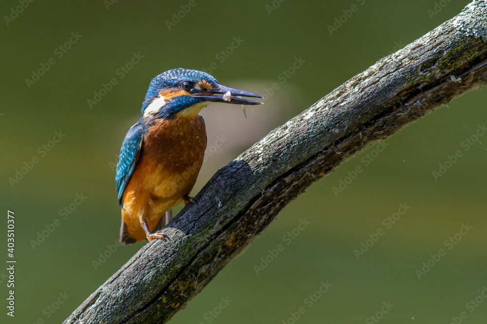 Obraz premium Eisvogel (Alcedo atthis)