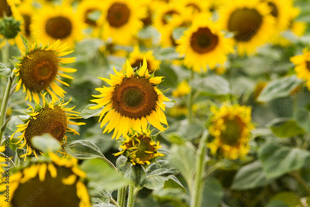 sunflower yellow detail field flower