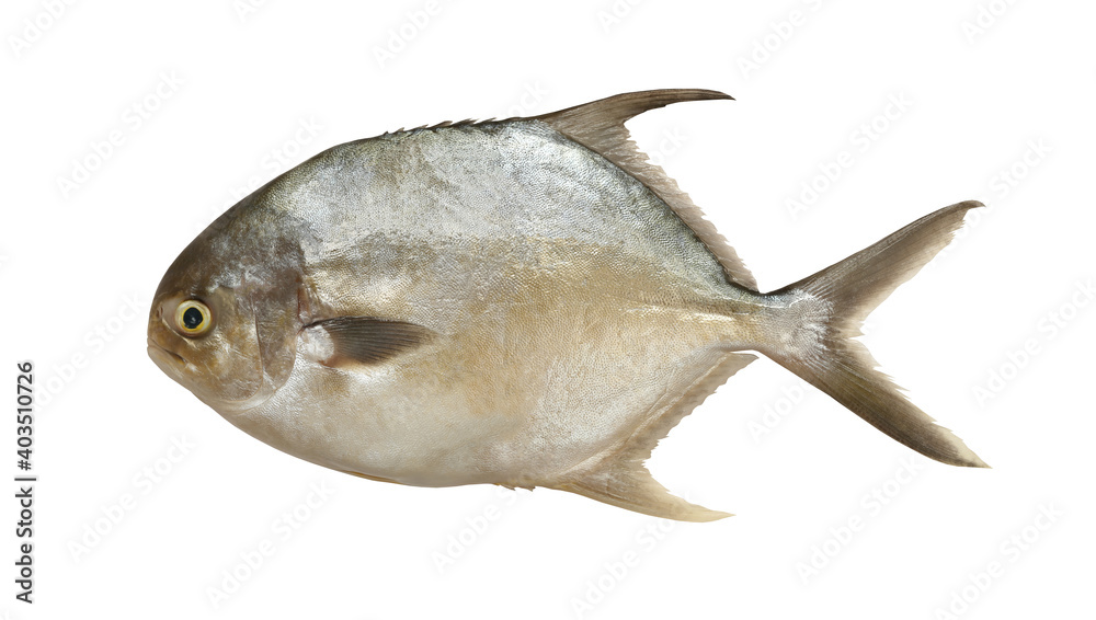 Pomfret fish isolated on white background. Pomfret fish isolated on white background.