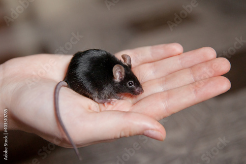 mouse in the hands of a girl