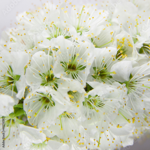 Plum flowers close-up.