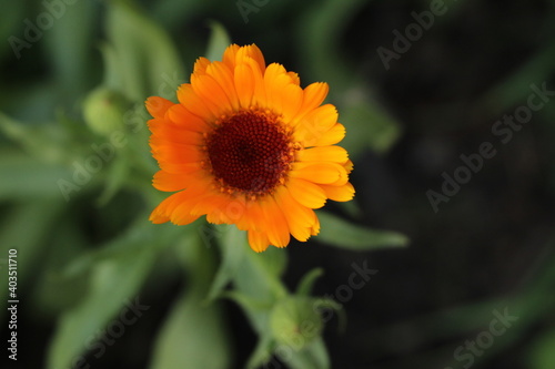 orange flower in the garden