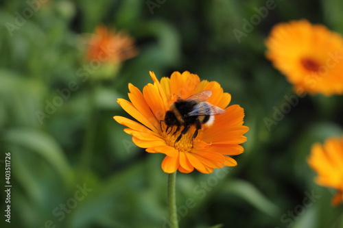 bee on a flower © Elen Zemskovich