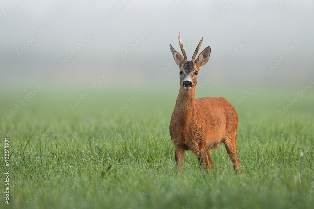 Roe deer, capreolus capreolus, standing on grassland in spring morning mist. Roebuck looking to the camera in green meadow in fog. Antlered mammal watching on field with copy space. Roe deer, capreolus capreolus, standing on grassland in spring morning mist. Roebuck looking to the camera in green meadow in fog. Antlered mammal watching on field with copy space.