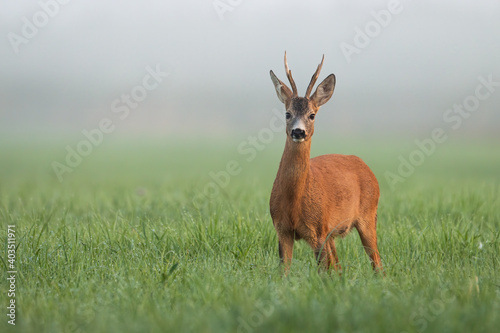 Roe deer, capreolus capreolus, standing on grassland in spring morning mist. Roebuck looking to the camera in green meadow in fog. Antlered mammal watching on field with copy space.