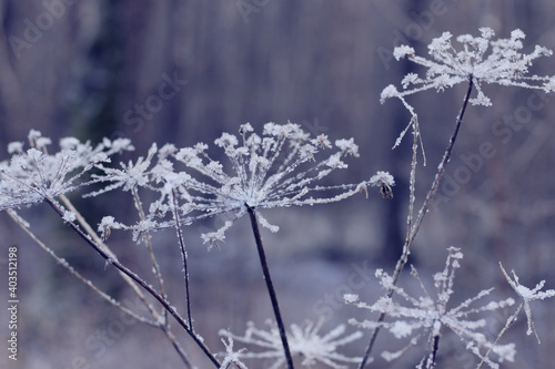 frozen plant in the forest  © Iveta