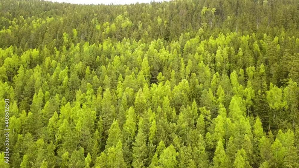 Aerial view of green pine forest with canopies of spruce trees in summer mountains. Aerial view of green pine forest with canopies of spruce trees in summer mountains.