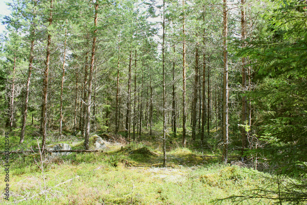 Obraz premium The forest view with green trees in a summer day in Sweden