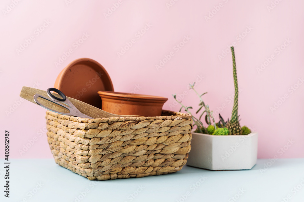 Home gardening tools and terracotta pot on blue and pink background. Spring household work