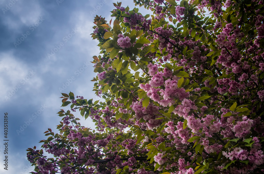 Obraz premium sakura blossoms in spring against the blue sky