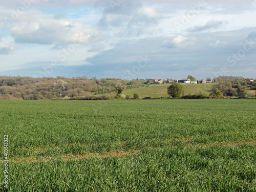Food crops in the countryside.