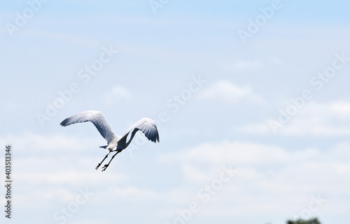 White Heron Flying