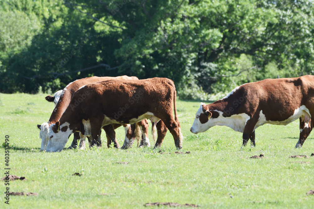 Hereford Cattle Grazing