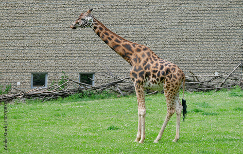 Żyrafa stojąca na zielonej trawie w ogrodzie