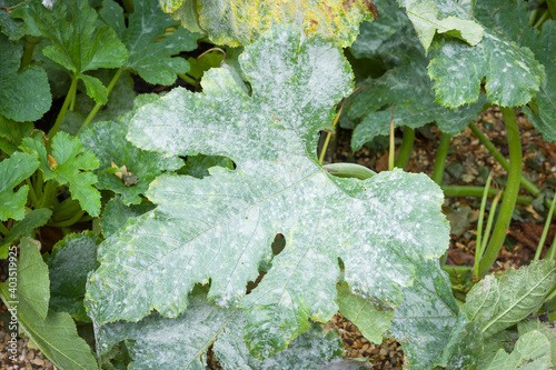 Powdery mildew on leaves of a courgette (zucchini) plant, UK Fototapet