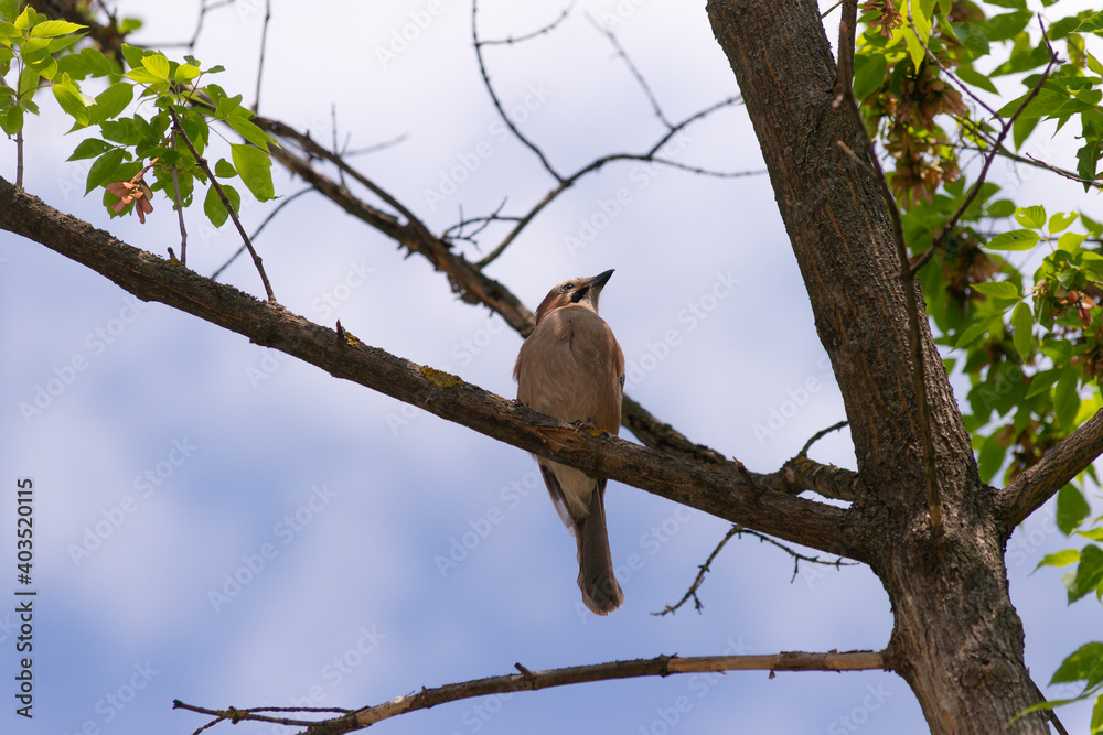 Jay ordinary among branches on a tree Jay ordinary among branches on a tree