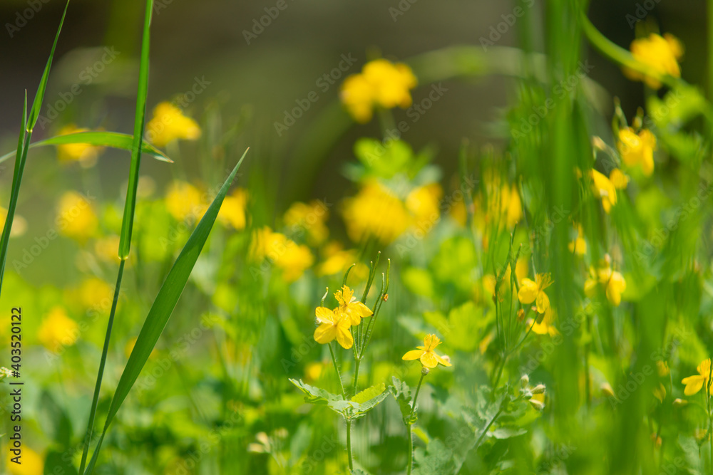Obraz premium Wildflowers on blurred background