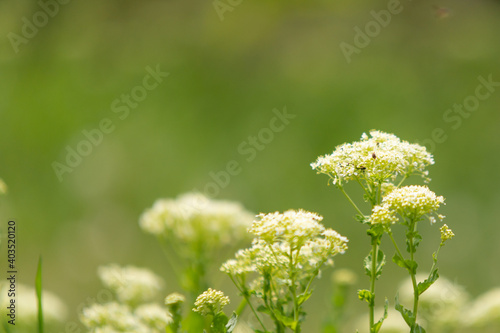 Wildflowers on blurred background