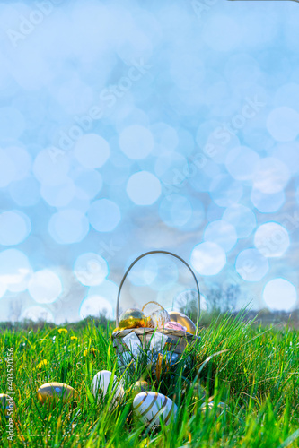 Easter egg hunt. Golden egg with yellow spring flowers in celebration basket on green grass background. Easter hunt concept.