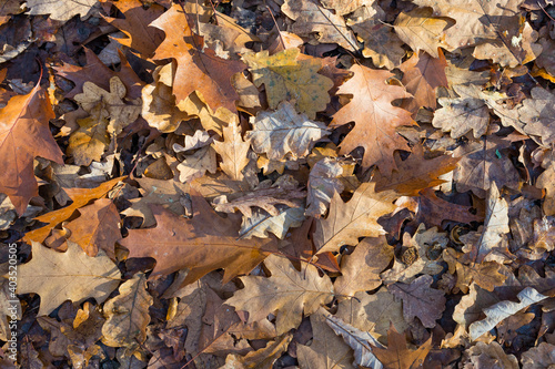 Full frame shot of autumn leaves on the ground. Fallen oak leaves top view background