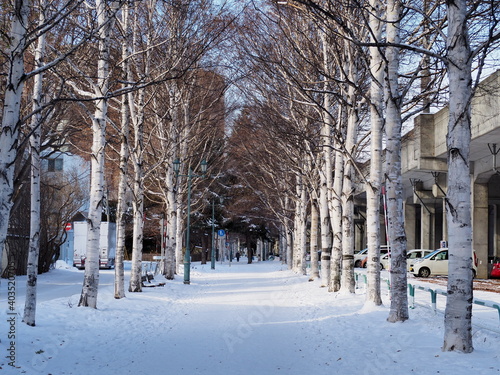 札幌市内の白樺並木