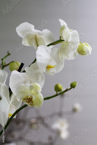 White phalaenopsis orchid against white wall with copy space, selective focus