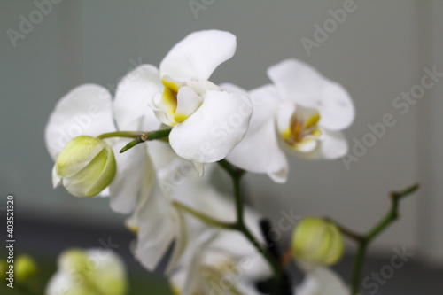 White phalaenopsis orchid against gray wall with copy space, selective focus