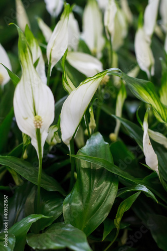 White spathiphyllum background  many spathiphyllum plants in flower shop window  selective focus