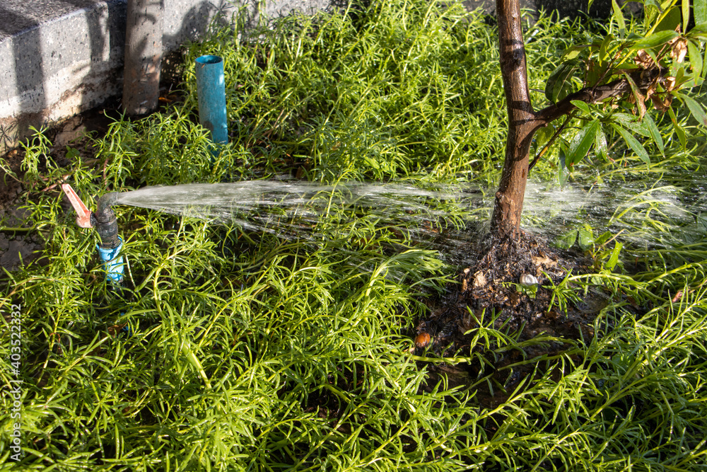 An automated irrigation system sprays water from a pipe onto the trunk of an ornamental tree in a container. An automated irrigation system sprays water from a pipe onto the trunk of an ornamental tree in a container.