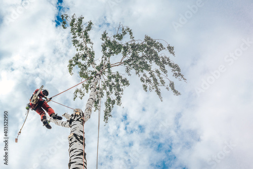 Arborist man cutting a branches with chainsaw and throw on a ground. The worker with helmet working at height on the trees. Lumberjack working with chainsaw during a nice sunny day.