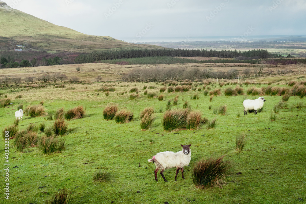 Sheep in a green field by a mountain, county Sligo, Ireland, Farming and agriculture concept
