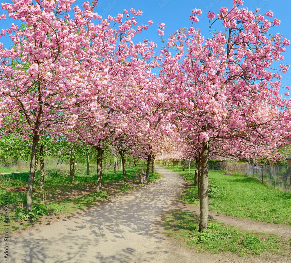 Alley of blossoming cherry trees called Mauer Weg English: Wall Path following the path of former Wall in Berlin, Germany. Bright sunlight with shadows. Alley of blossoming cherry trees called Mauer Weg English: Wall Path following the path of former Wall in Berlin, Germany. Bright sunlight with shadows.