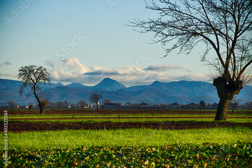Wallpaper Mural Pianta sul gelso Torontodigital.ca