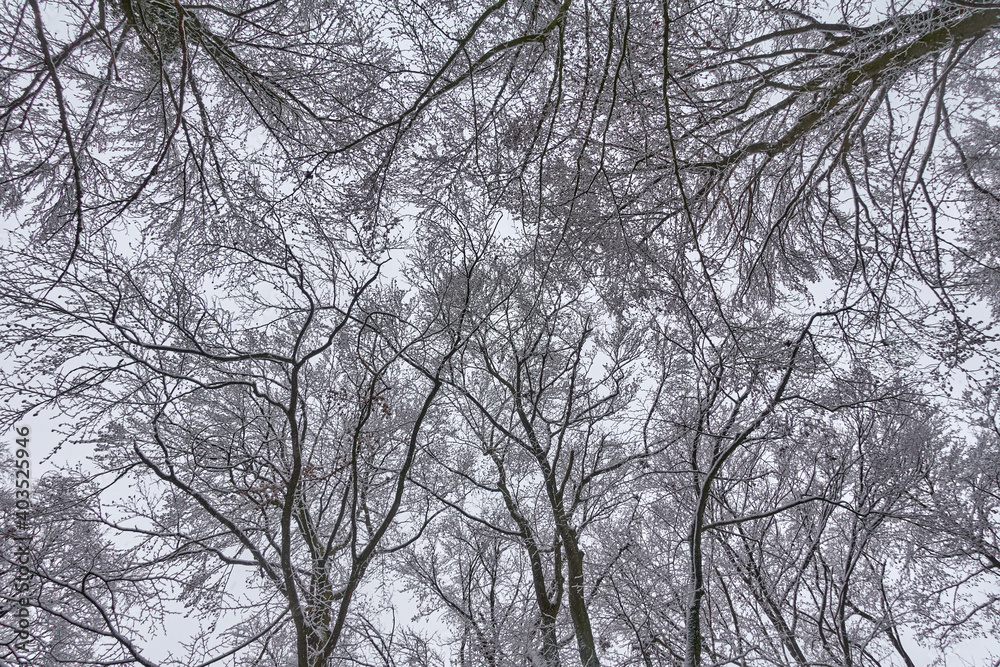Texture of tree crowns in winter snowy forest Texture of tree crowns in winter snowy forest