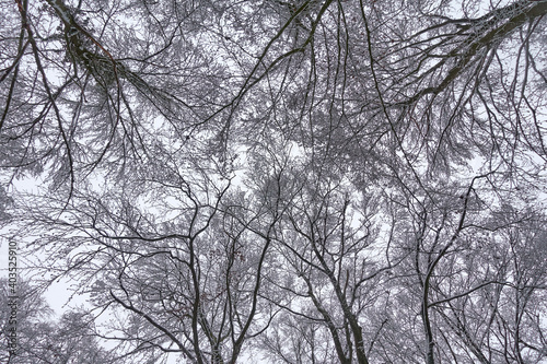Texture of tree crowns in winter snowy forest