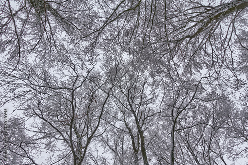 Texture of tree crowns in winter snowy forest © Juri