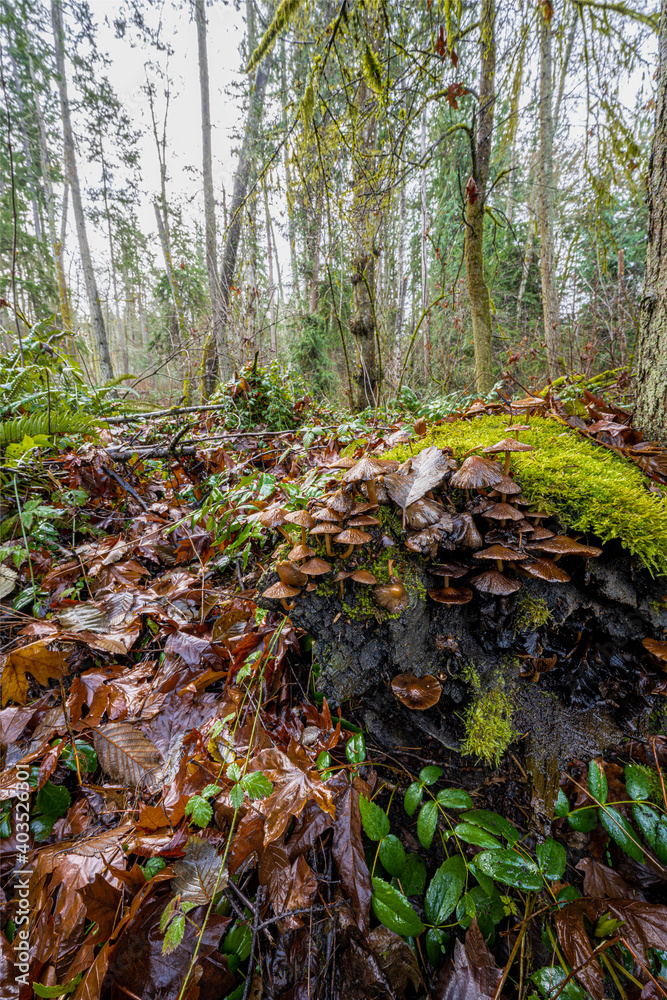 Peabody Creek Trail, Olympic National Park, WA Peabody Creek Trail, Olympic National Park, WA