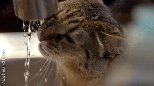 Indoor Domestic Pet Cat Untrained Drinking Water Droplets Pouring From Kitchen Sink Faucet in Slow Motion photo
