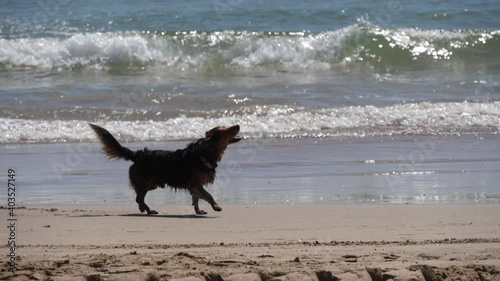 dog shaking off water in tbeach slow motion photo