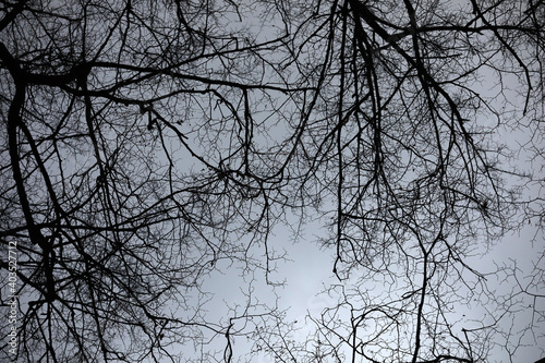Dark branches from tall trees in winter
