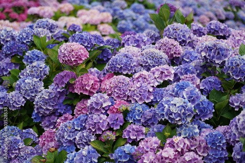 blue and purple flowers in the garden