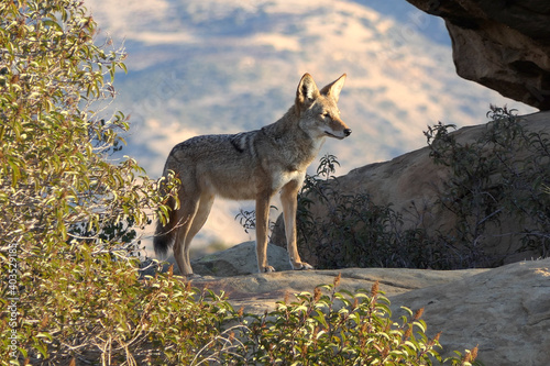 Photography Wild coyote in early morning light at Santa Susana Pass State Historic Park near Los Angeles and Simi Valley in Southern California