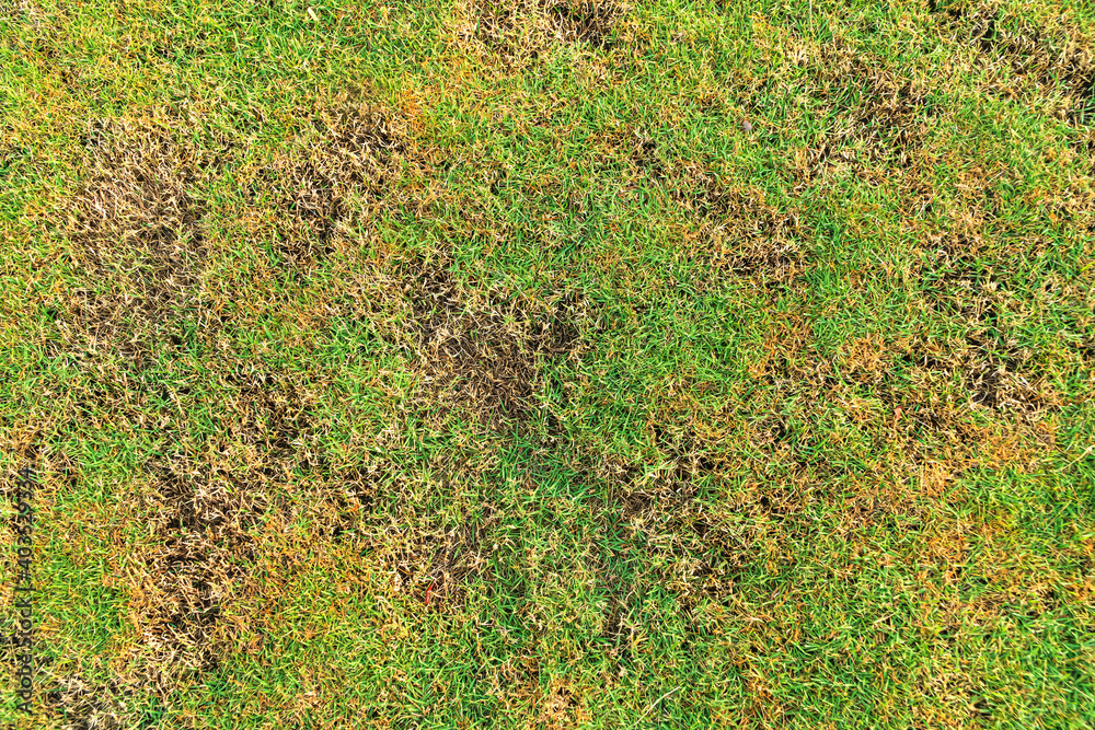 Green and yellow grass texture Brown patch is caused by the destruction of fungus Rhizoctonia Solani grass leaf change from green to dead brown in a circle lawn texture background dead dry grass. Green and yellow grass texture Brown patch is caused by the destruction of fungus Rhizoctonia Solani grass leaf change from green to dead brown in a circle lawn texture background dead dry grass.