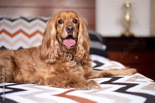 Obraz na płótnie english cocker spaniel