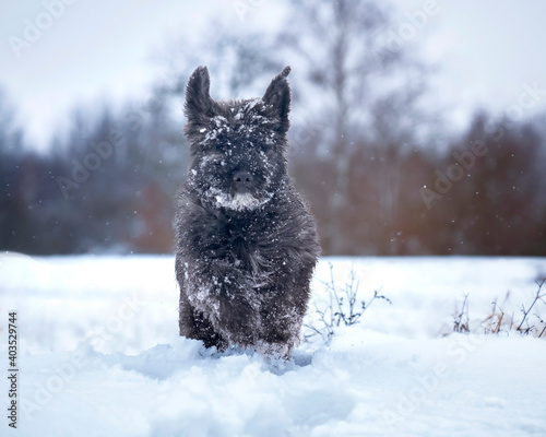 Pies w śniegu